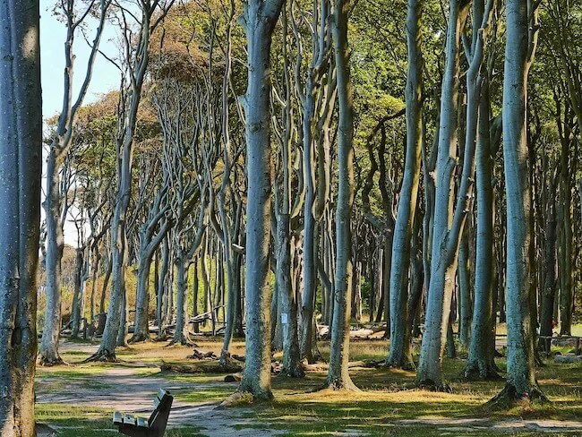 Gespensterwald Nienhagen
