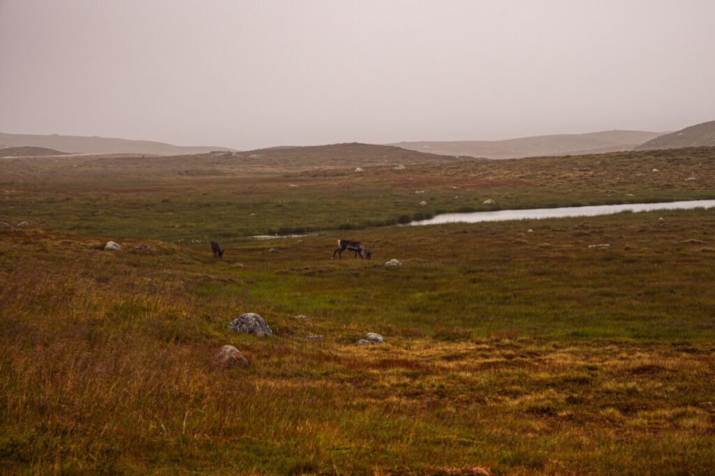Zwei Rentiere grasen auf einer weiten, nebeligen Tundralandschaft entlang des Vildmarksvägen in Lappland – typisch skandinavische Wildnis“