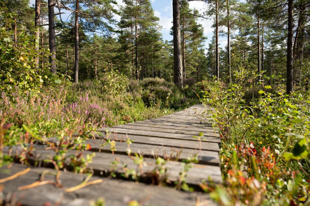 Schmaler Holzsteg führt durch wild gewachsene Heide und Birken in einem schwedischen Wald