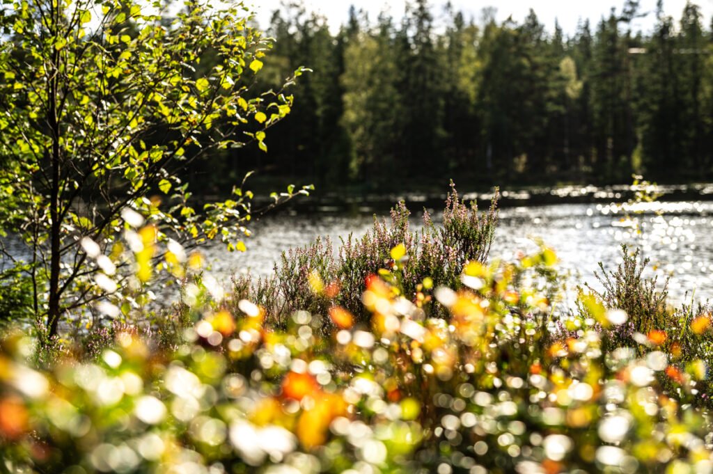 „Farbenfrohe Naturaufnahme mit Büschen und Lichtreflexen am Waldrand in Schweden – unscharfer Vordergrund, ruhiger Fluss im Hintergrund“